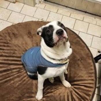 Rescue Terrier Dogs for Adoption in Warren, New Jersey - Jasper | PetCurious