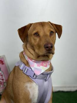 Aladdin-One of our Amazing Rescue Dogs -  Vizsla and Rhodesian Ridgeback Dog for Adoption in Carlsbad, California - Aladdin-One Of Our Amazing Rescue Dogs | PetCurious
