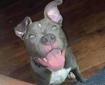 Rescue American Staffordshire Terrier Dogs for Adoption in San Antonio, Texas - ZION | PetCurious