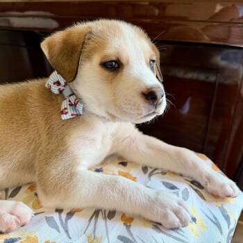 Clank* -  Shepherd Dog for Adoption in San Gabriel, California - Clank* | PetCurious