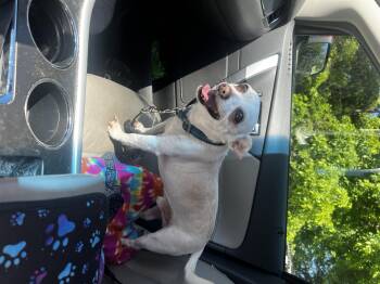 Cooper -  Chihuahua Dog for Adoption in Grand Rapids, Michigan - Cooper | PetCurious