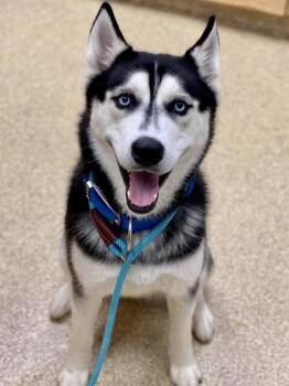 Mixed Breed Dogs Available for Adoption in Munster, Indiana - Mochi | PetCurious