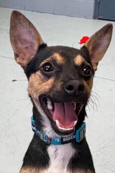 Poncho -  Chihuahua and Miniature Pinscher Dog for Adoption in Carmel Hamlet, New York - Poncho | PetCurious