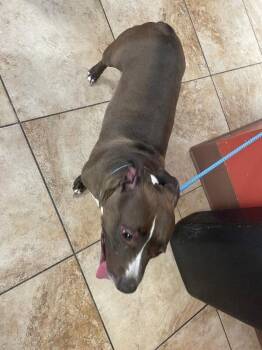 Baby Girl (actual) -  Mixed Breed Dog for Adoption in Cincinnati, Ohio - Baby Girl (actual) | PetCurious