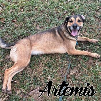 German Shepherd Dog and Mixed Breed Dogs Available for Adoption - Artemis | PetCurious