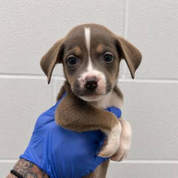 Pluto -  Labrador Retriever and Mixed Breed Dog for Adoption in Marshall, Texas - Pluto | PetCurious