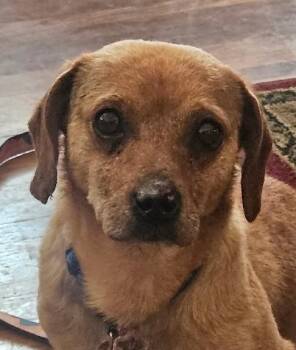 Grumpy -  Dachshund and Beagle Dog for Adoption in Greeley, Colorado - Grumpy | PetCurious