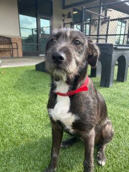 Mixed Breed Dogs Available for Adoption - Daisy | PetCurious