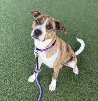 Leita -  Terrier and Mixed Breed Dog for Adoption in Columbia, Illinois - Leita | PetCurious