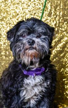 Mr. Ace -  Shih Tzu and Poodle Dog for Adoption in Yakima, Washington - Mr. Ace | PetCurious