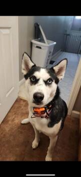 Siberian Husky Dogs Available for Adoption - Evie Love | PetCurious