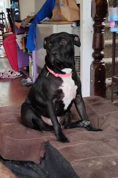 Nelly -  Pit Bull Terrier and Black Labrador Retriever Dog for Adoption in Bristol, Vermont - Nelly | PetCurious