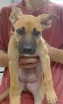 A480045 -  Belgian Shepherd Malinois Dog for Adoption in Oklahoma City, Oklahoma - A480045 | PetCurious