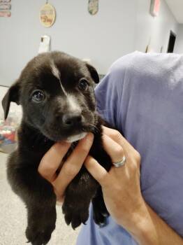 Mohawk -  Pit Bull Terrier Dog for Adoption in Republic, Missouri - Mohawk | PetCurious