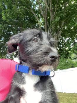 Cherry -  Schnauzer Dog for Adoption in Valley Stream, New York - Cherry | PetCurious