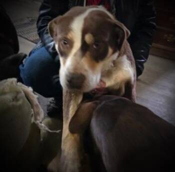 Mixed Breed Dogs Available for Adoption in Klamath Falls, Oregon - Lady Dog | PetCurious