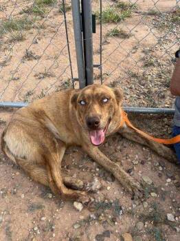 Rescue Catahoula Leopard Dog Dogs for Adoption in Amarillo, Texas - Amberly | PetCurious