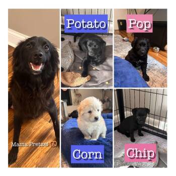 Pop -  Australian Shepherd Dog for Adoption in Newport, Kentucky - Pop | PetCurious