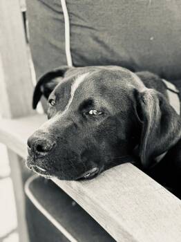Rescue Mixed Breed Dogs for Adoption in Okmulgee, Oklahoma - Bear | PetCurious