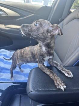 Chihuahua Dogs Available for Adoption in Charlotte, North Carolina - Chidi | PetCurious