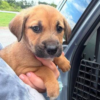 Muffin -  German Shepherd Dog and Mixed Breed Dog for Adoption in Austell, Georgia - Muffin | PetCurious