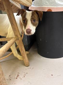 Jack Russell Terrier and Mixed Breed Dogs Available for Adoption - Zeke | PetCurious