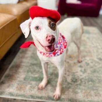 Pit Bull Terrier and English Pointer Dogs Available for Adoption - Kesha Confetti Kisses | PetCurious