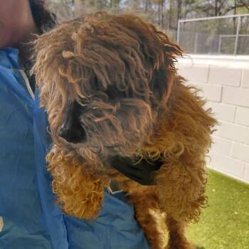 Poodle Dogs Available for Adoption in Loxahatchee Groves, Florida - Leon 5750 | PetCurious