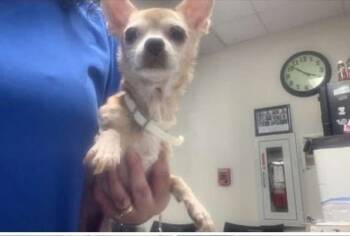 Rescue Chihuahua Dogs for Adoption in College Station, Texas - Maisie | PetCurious