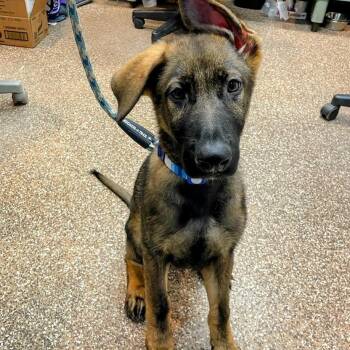 Wally -  German Shepherd Dog Dog for Adoption in Lyndhurst, Virginia - Wally | PetCurious