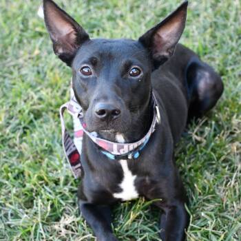 Rescue Pit Bull Terrier and Black Labrador Retriever Dogs for Adoption in Beaumont, Texas - Shanti | PetCurious