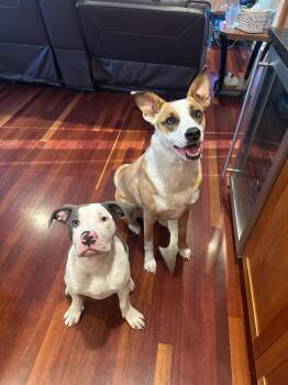 American Staffordshire Terrier Dogs Available for Adoption in Minneapolis, Minnesota - Lance | PetCurious