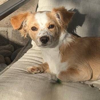 Ophelia -  Chihuahua and Mixed Breed Dog for Adoption in Las Vegas, Nevada - Ophelia | PetCurious