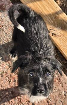 Standard Poodle and Staffordshire Bull Terrier Dogs Available for Adoption in Oxford, Michigan - Suzuka | PetCurious