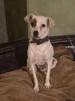 Amarie -  Jack Russell Terrier Dog for Adoption in Russiaville, Indiana - Amarie | PetCurious