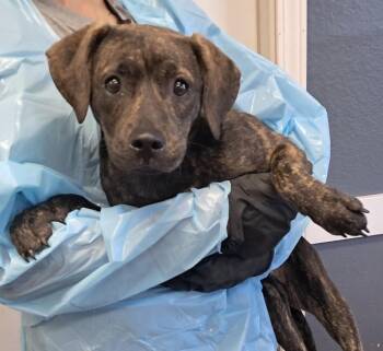 Cece -  Pit Bull Terrier Dog for Adoption in Hollister, Missouri - Cece | PetCurious