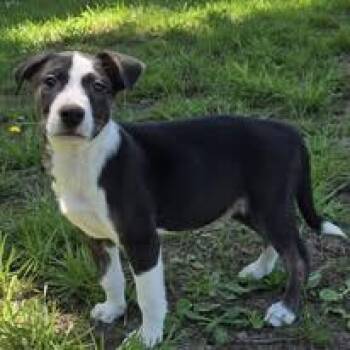 Turk -  Black Labrador Retriever Dog for Adoption in Silverton, Oregon - Turk | PetCurious