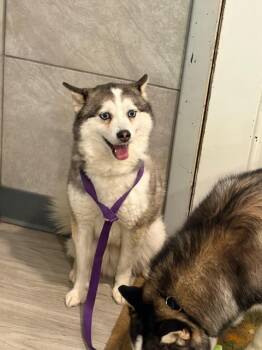 Pomsky Dogs Available for Adoption in Hummelstown, Pennsylvania - Rory | PetCurious