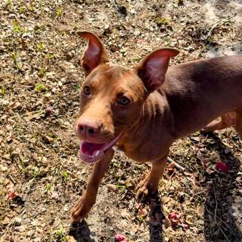 Rescue Pit Bull Terrier Dogs for Adoption in Valdosta, Georgia - Meadow | PetCurious