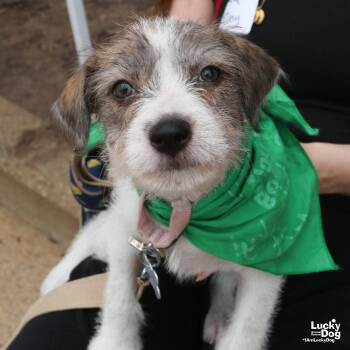 Tiny -  Terrier Dog for Adoption in Washington, District Of Columbia - Tiny | PetCurious