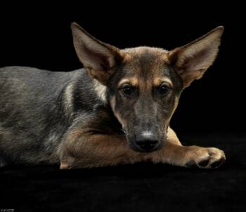 Gideon (Coming Soon) -  German Shepherd Dog Dog for Adoption in Bonifay, Florida - Gideon (Coming Soon) | PetCurious