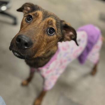 German Shepherd Dog and Mixed Breed Dogs Available for Adoption in Tampa, Florida - Jewel | PetCurious