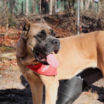 Cane Corso Dogs Available for Adoption - Canela | PetCurious