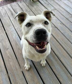 Rescue Mixed Breed Dogs for Adoption in Taycheedah, Wisconsin - Gotti | PetCurious