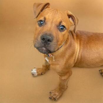 Black Mouth Cur and Mixed Breed Dogs Available for Adoption in St. Louis, Missouri - SHAGGY | PetCurious