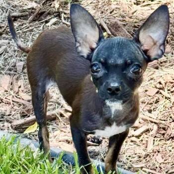 Deryn -  Chihuahua Dog for Adoption in Thompson