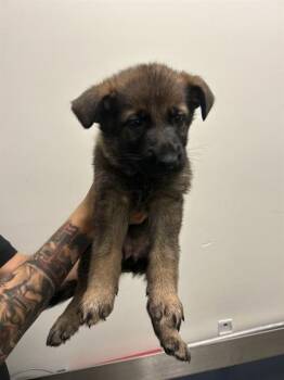 FRANNY -  German Shepherd Dog and Mixed Breed Dog for Adoption in Doral, Florida - FRANNY | PetCurious
