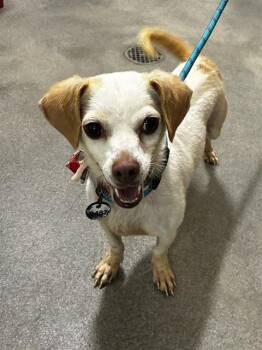PAT -  Chihuahua and Mixed Breed Dog for Adoption - PAT | PetCurious