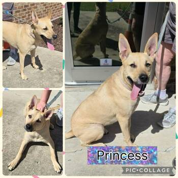 Carolina Dog and Shepherd Dogs Available for Adoption - Princess | PetCurious