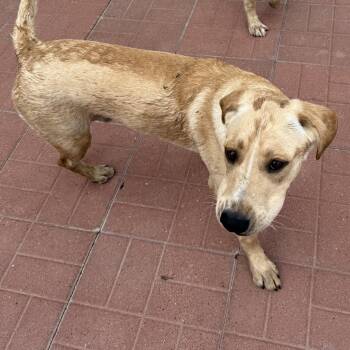 Tiger -  Yellow Labrador Retriever Dog for Adoption in Spring, Texas - Tiger | PetCurious